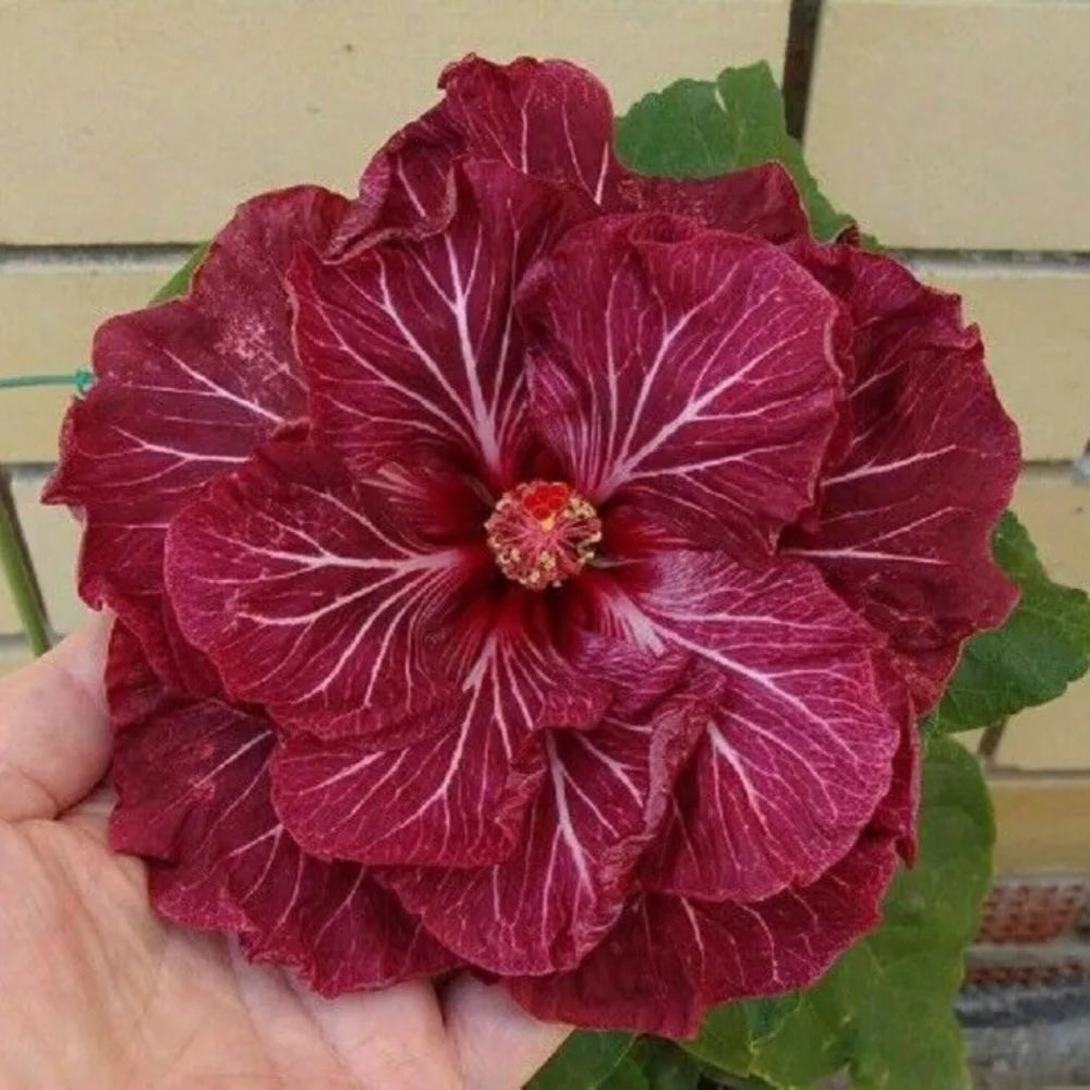 20 Double Dark Pink Hibiscus Flower Garden Exotic Hardy Perennial Seeds | www.seedsplantworld.com