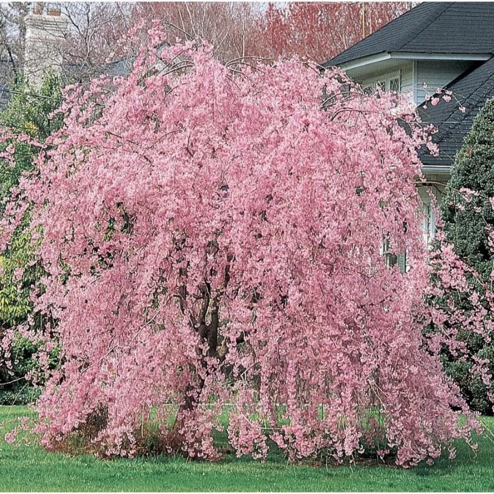 5 Weeping Pink Cherry Tree Flowering Japanese Ornamental Shrub Tree Seeds | www.seedsplantworld.com