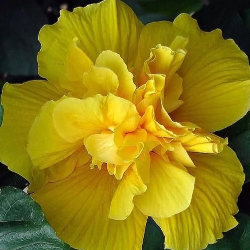 20 Double Yellow Hibiscus Flowers Flower Garden Exotic Perennial Seeds | www.seedsplantworld.com