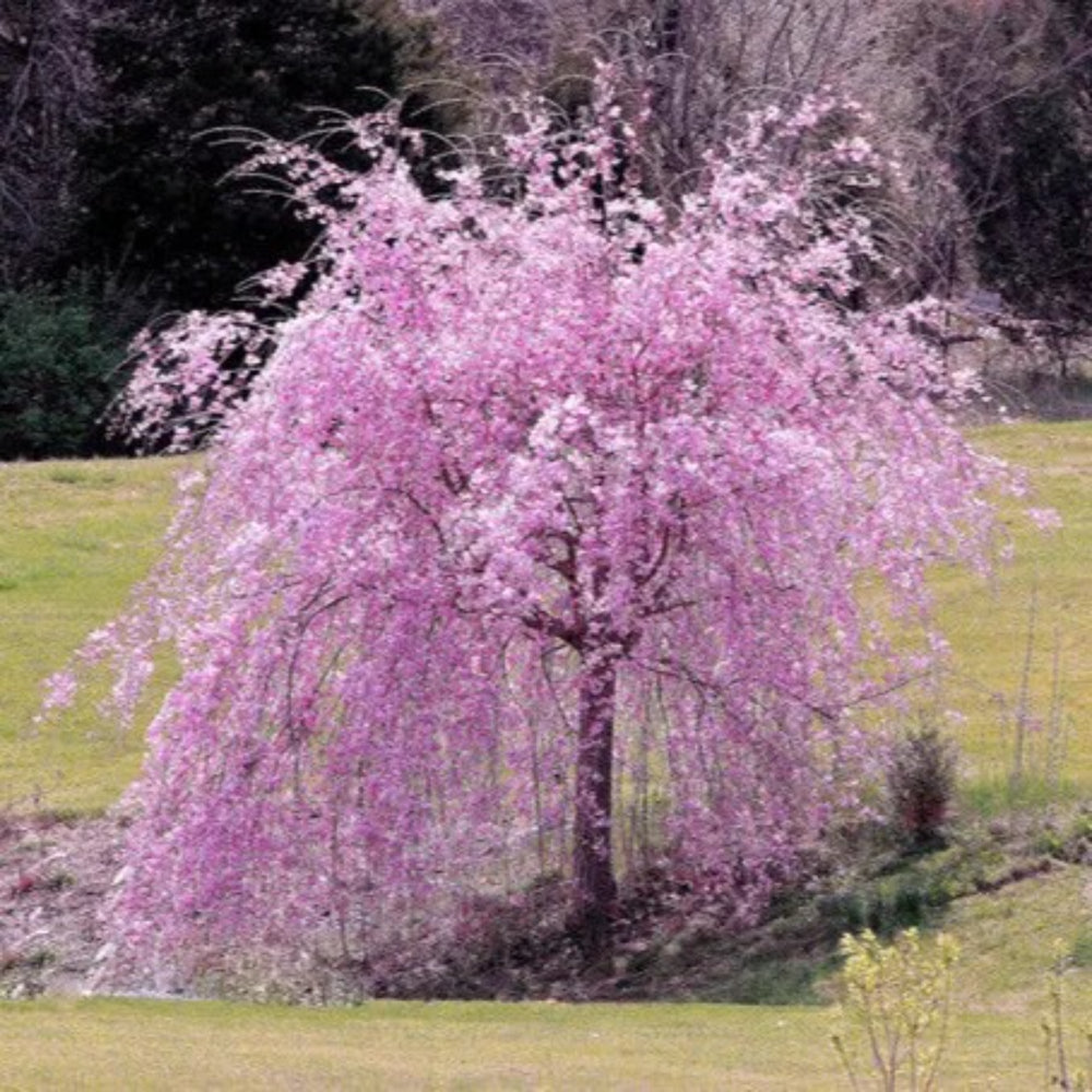 5 Weeping Purple Cherry Tree Flowering Japanese Flower Ornamental Seeds | www.seedsplantworld.com