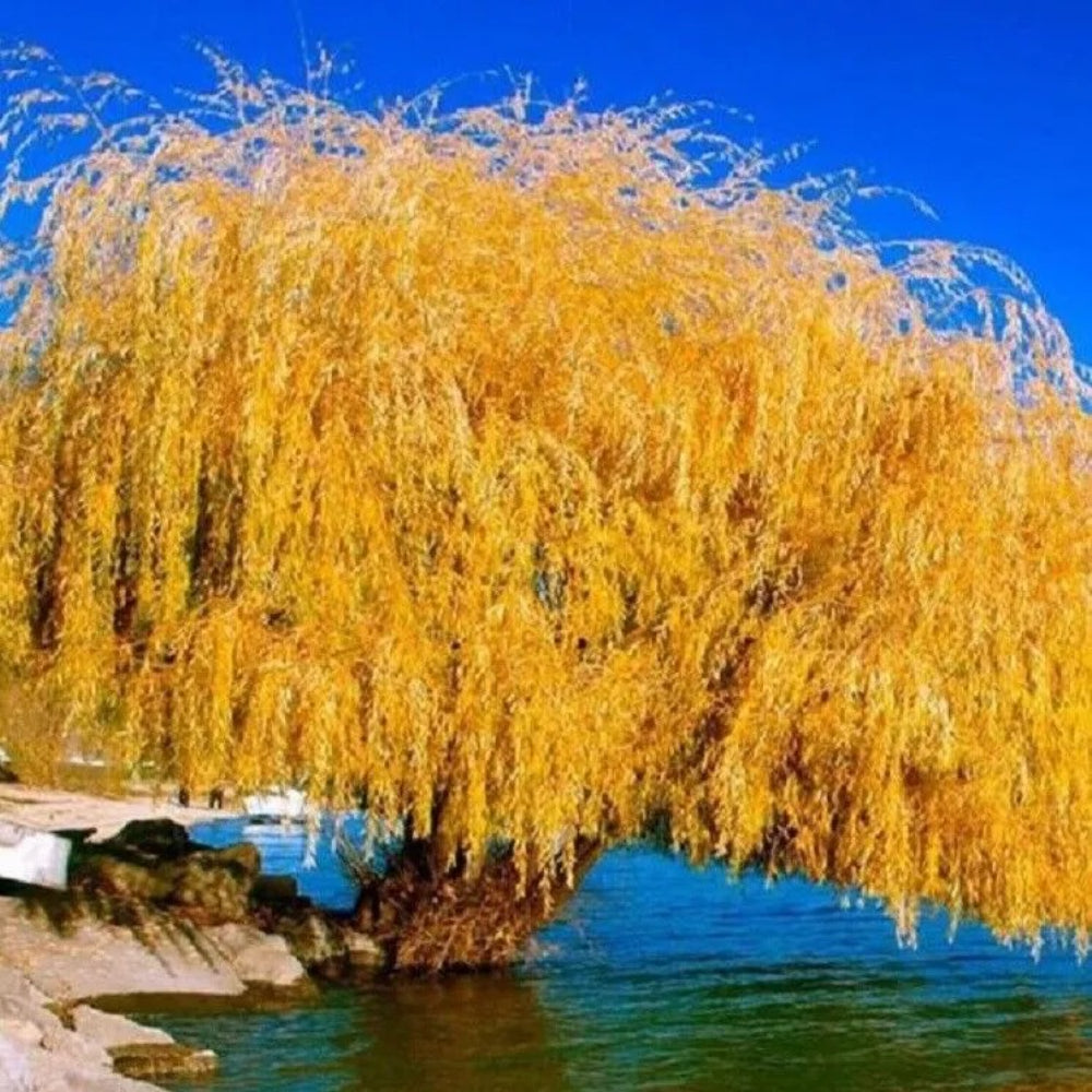 5 Yellow Willow Tree Weeping Flower Giant Flowers Perennial Seeds | www.seedsplantworld.com