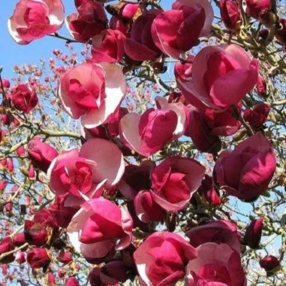 5 Alexandra Magnolia Lily Flower Tree Fragrant Flowers Tulip Seeds | www.seedsplantworld.com