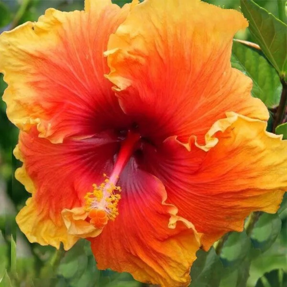 20 Yellow Orange Hibiscus Flowers Flower Perennial Seeds | www.seedsplantworld.com