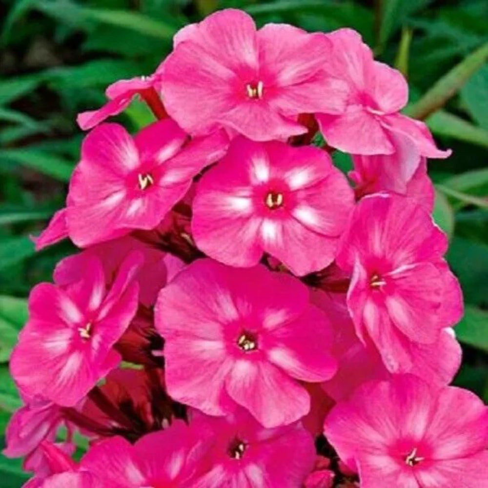 50 Bright Pink Phlox Flower Flowers Butterfly Perennial Seeds | www.seedsplantworld.com