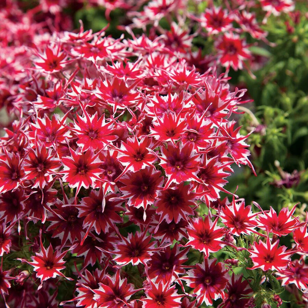 50 Bright Red White Phlox Flower Flowers Perennial Seeds | www.seedsplantworld.com