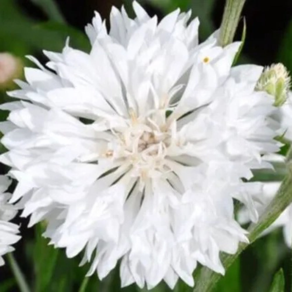 50 White Bachelor's Button Flower Flowers Garden Annual Seeds | www.seedsplantworld.com