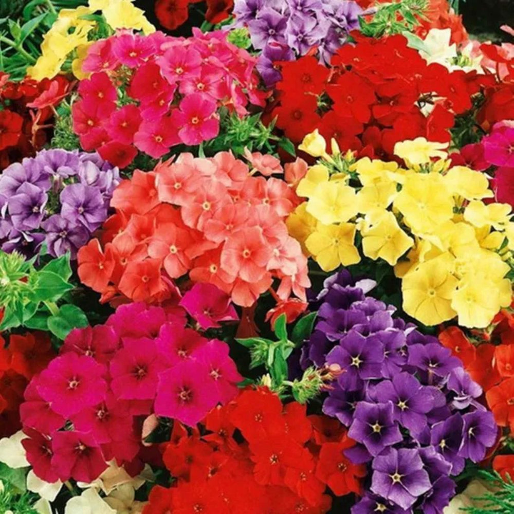 50 Purple Orange Pink Phlox Flower Flowers Perennial Seeds | www.seedsplantworld.com