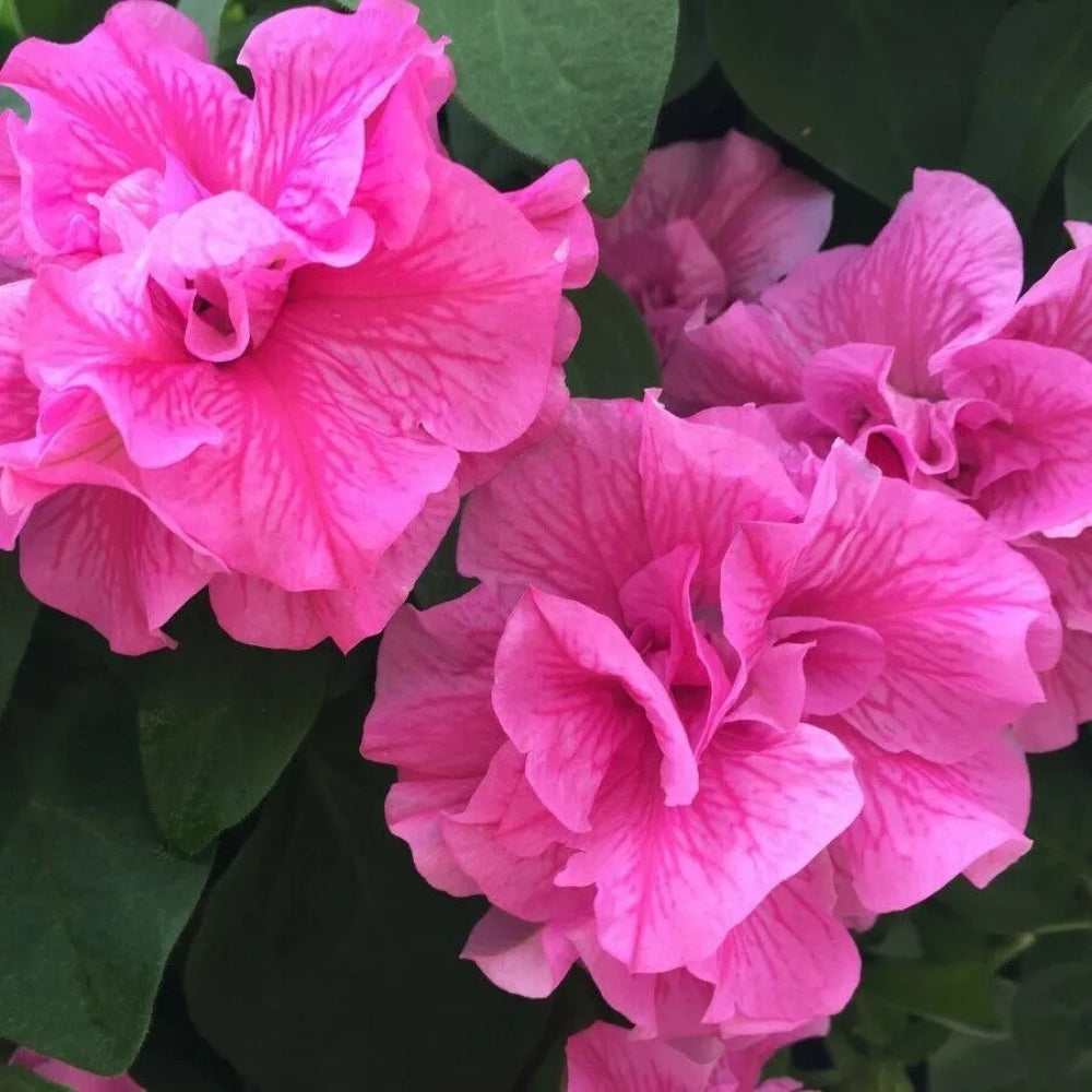 50 Double Pink Petunia Flowers Flowers Annual Perennial Seeds | www.seedsplantworld.com