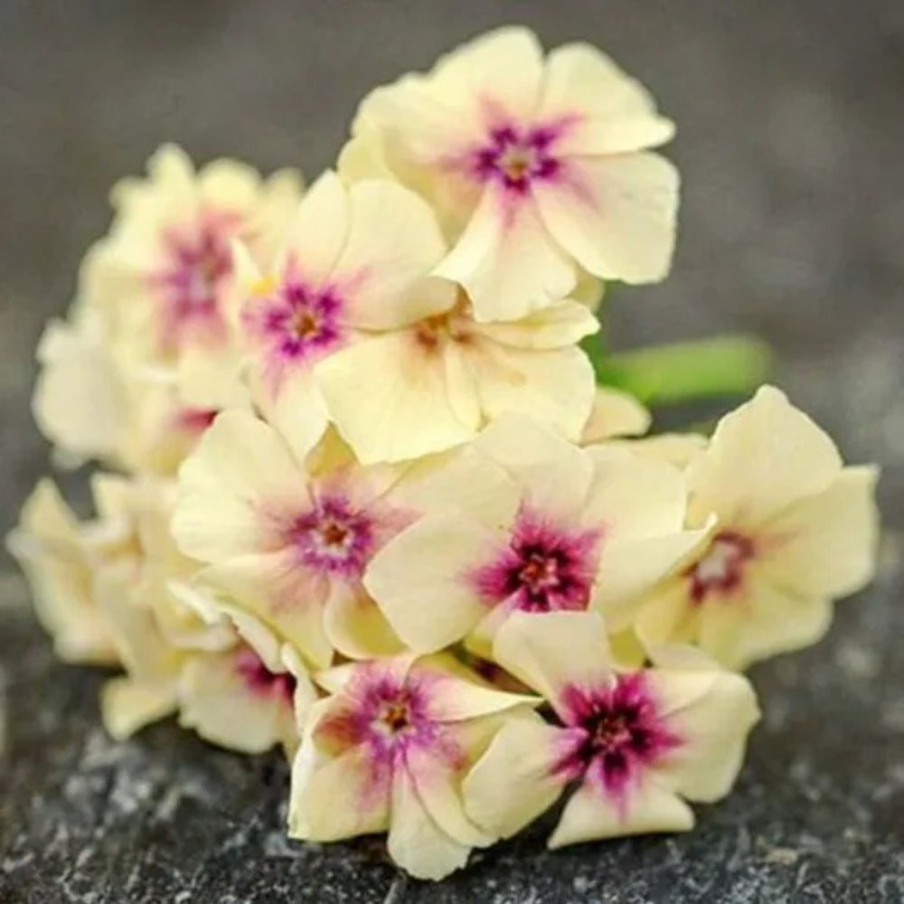 50 Yellow Pink Phlox Bloom Flower Flowers Perennial Seeds | www.seedsplantworld.com