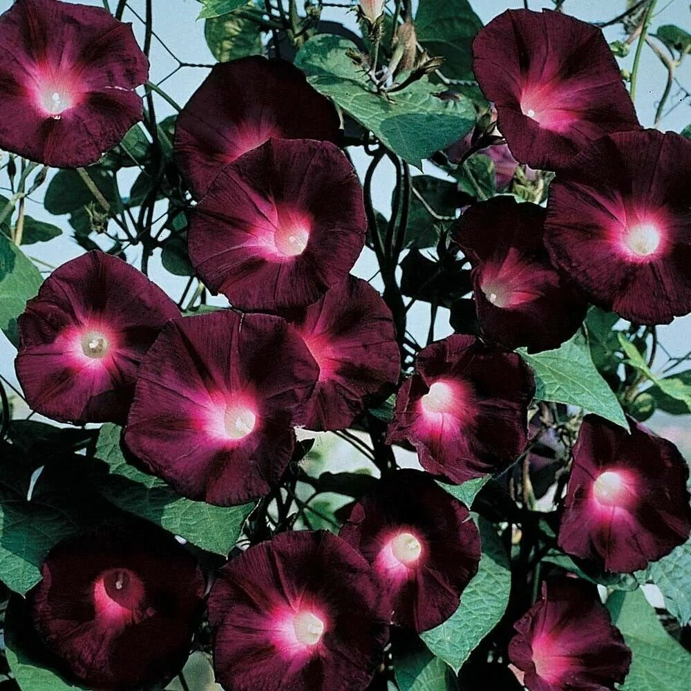 20 Black Knight Morning Glory Flower Flowers Climbing Vine Annual Seeds | www.seedsplantworld.com