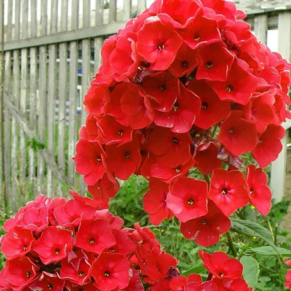 50 Bright Red Phlox Flower Flowers Butterfly Perennial Seeds | www.seedsplantworld.com