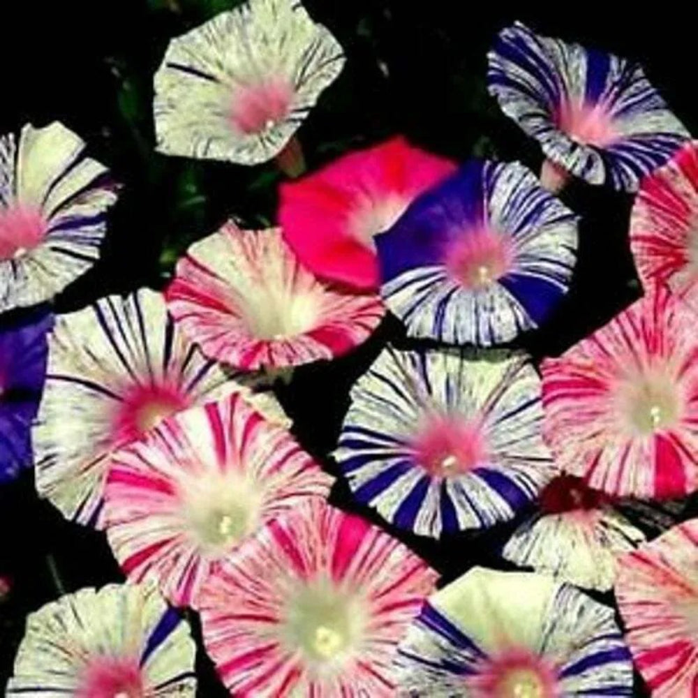 20 Carnival Mix Morning Glory Flower Flowers Climbing Vine Annual Seeds | www.seedsplantworld.com