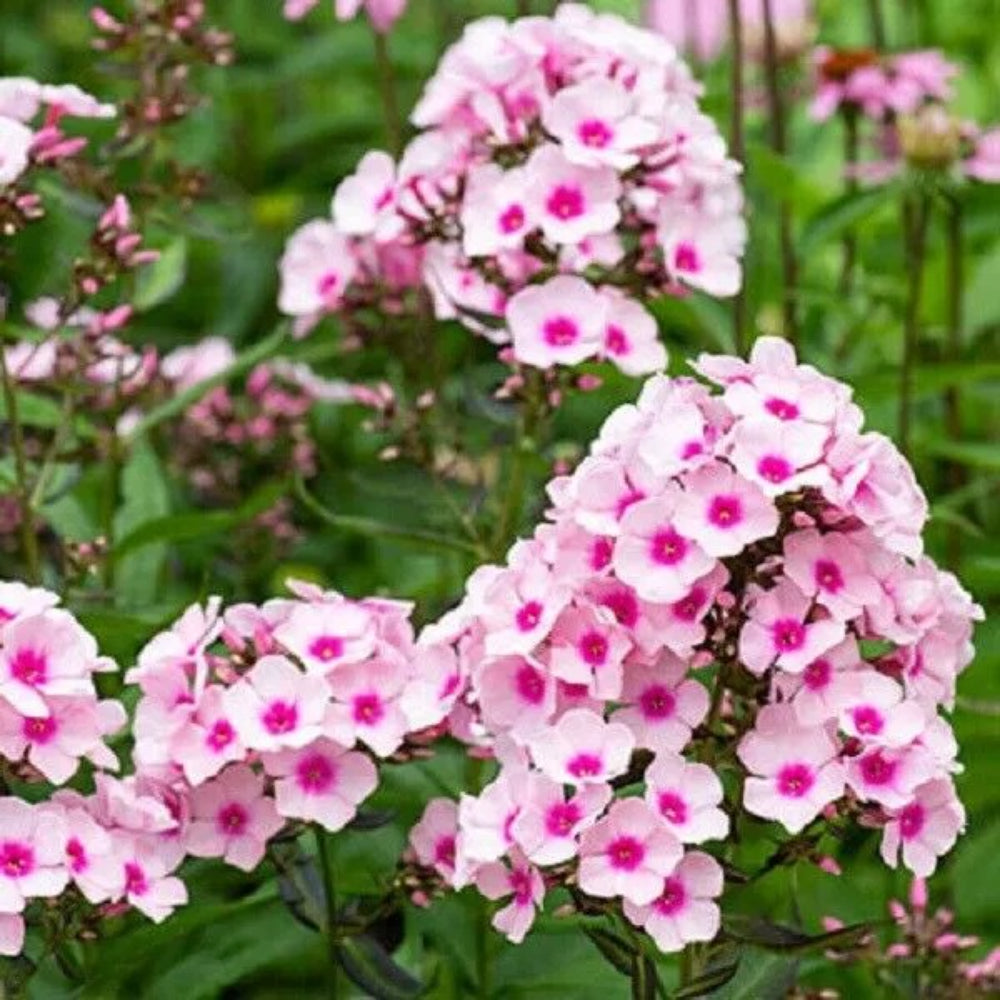 50 White Pink Phlox Flower Flowers Butterfly Perennial Seeds | www.seedsplantworld.com