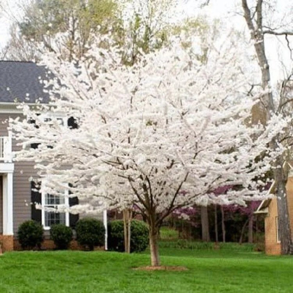 5 Yoshino Cherry Tree Flowering Japanse Ornimental Garden Pink Seeds | www.seedsplantworld.com