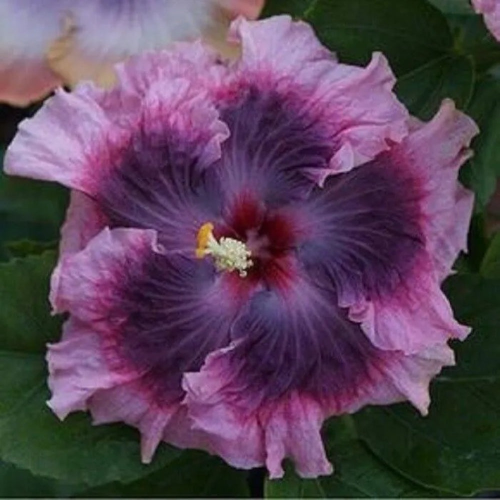 20 Dark Light Purple Hibiscus Flowers Flower Perennial Seeds | www.seedsplantworld.com