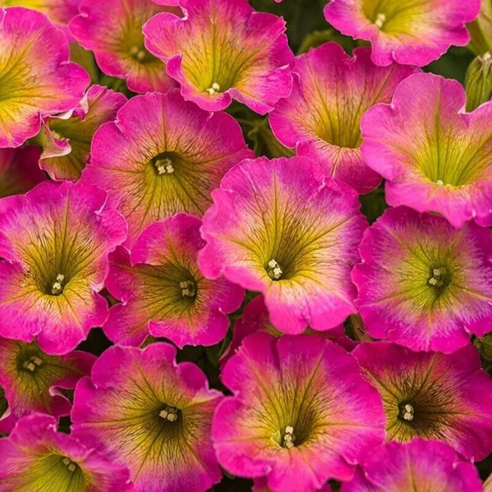 50 Yellow Pink Petunia Flower Flowers Annual Perennial Seeds | www.seedsplantworld.com