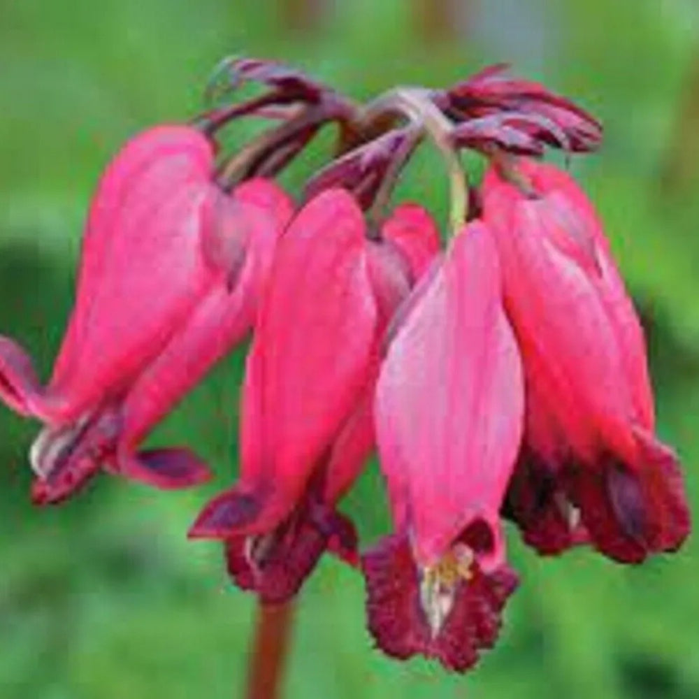 25 Amore Red Bleeding Heart Dicentra Spectabilis Shade Flower Garden Annual Seeds | www.seedsplantworld.com