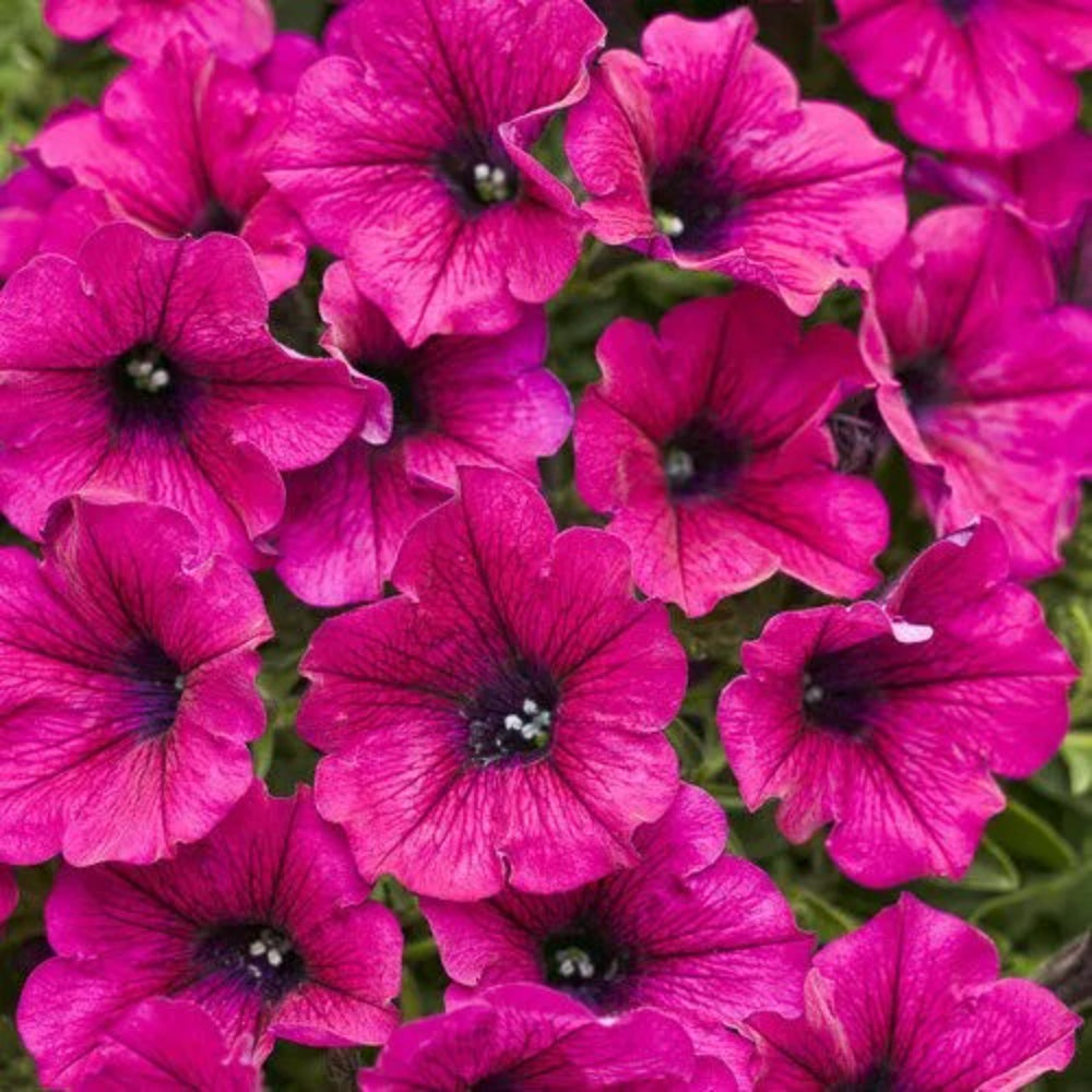 50 Bright Pink Petunia Flower Flowers Bloom Annual Seeds | www.seedsplantworld.com