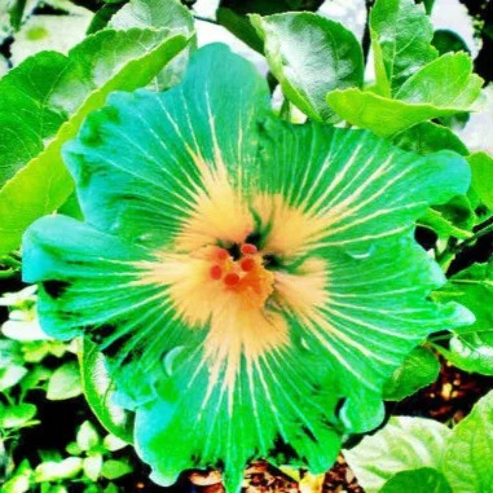 20 Green Yellow Hibiscus Flowers Flower Garden Perennial Seeds | www.seedsplantworld.com