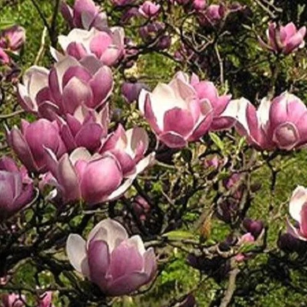 5 Saucer Magnolia Lily Flower Tree Fragrant Tulip Flowers Seeds | www.seedsplantworld.com