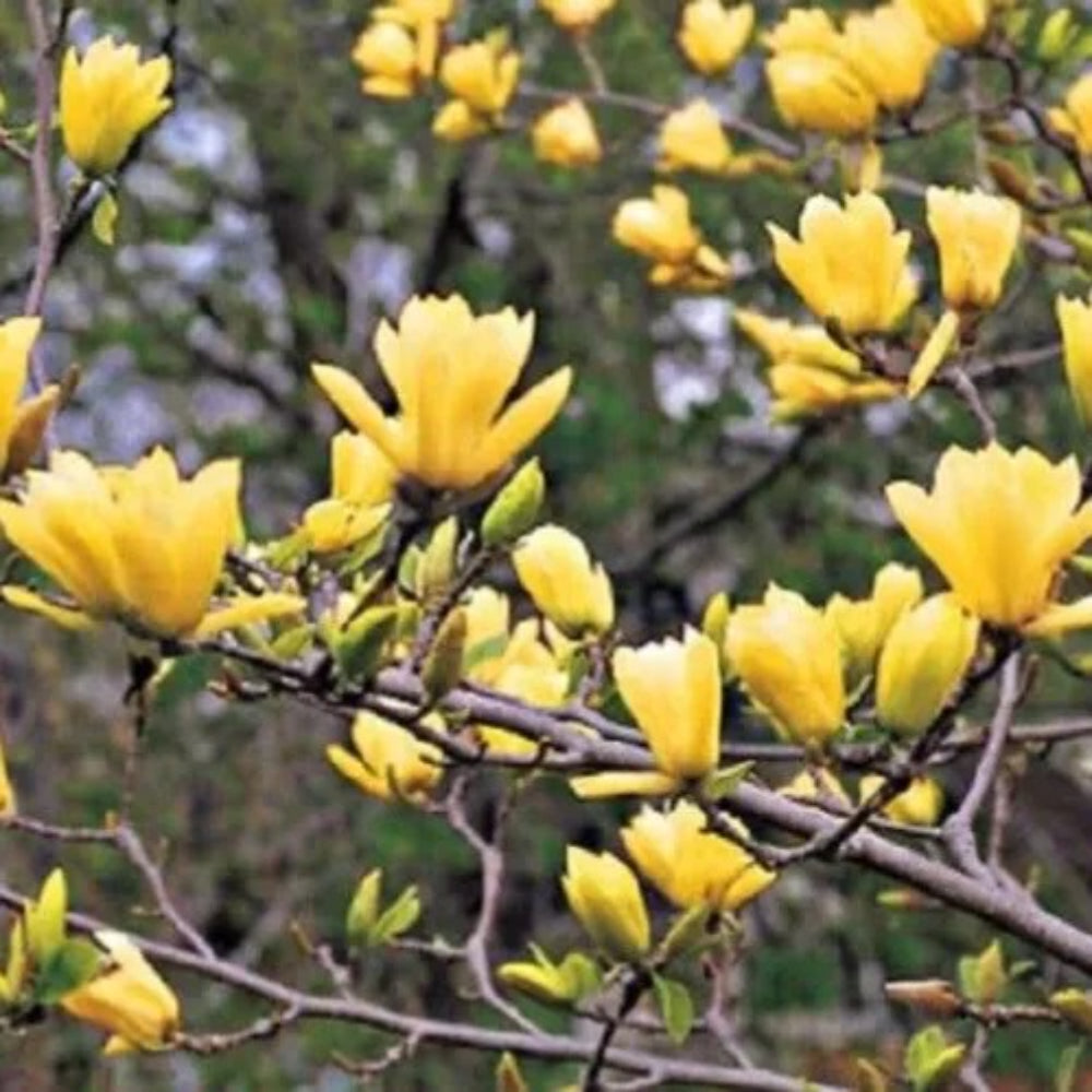 5 Butterfly Magnolia Lily Flower Tree Fragrant Tulip Flowers Seeds | www.seedsplantworld.com