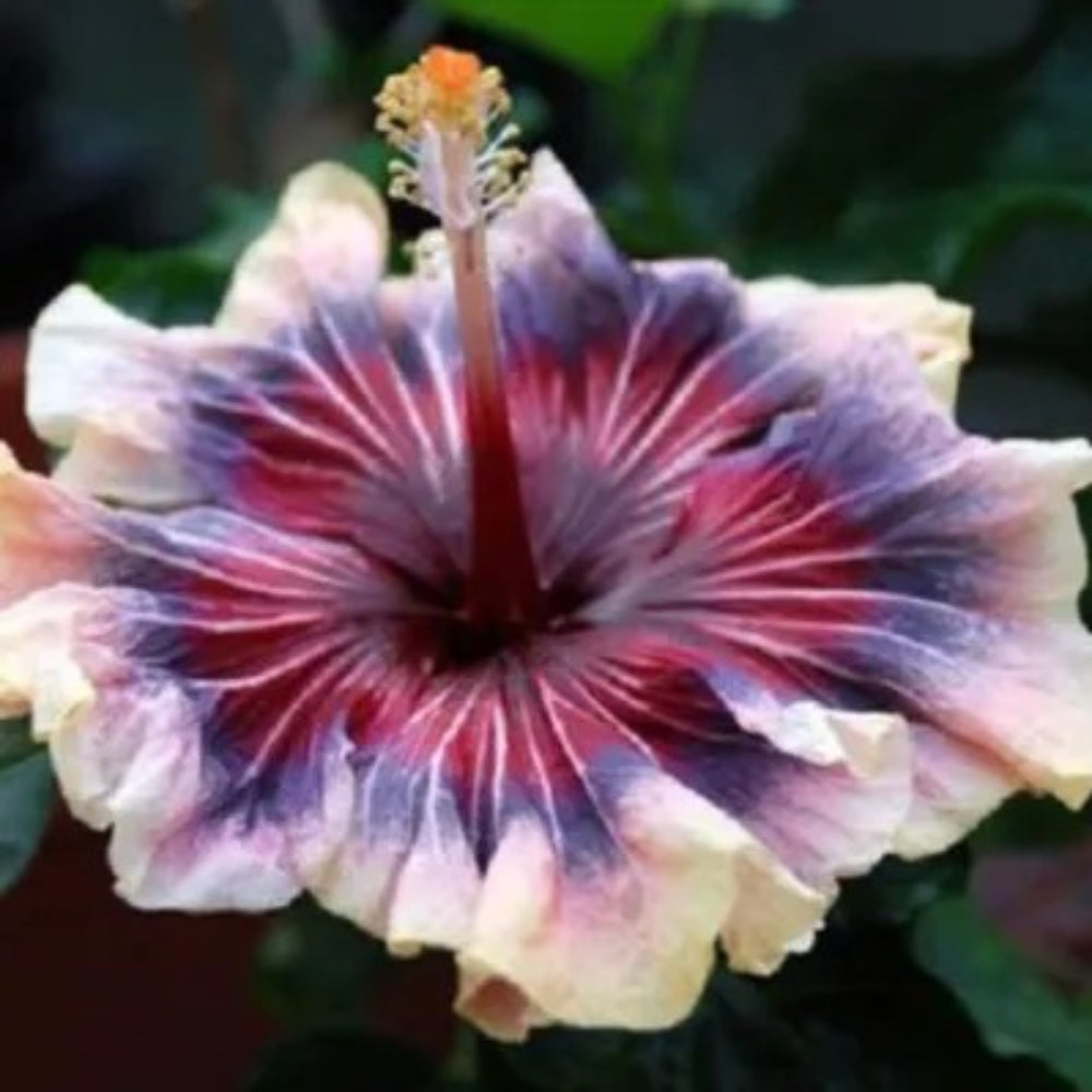 20 Cream Pink Purple Hibiscus Flower Flowers Perennial Seeds | www.seedsplantworld.com