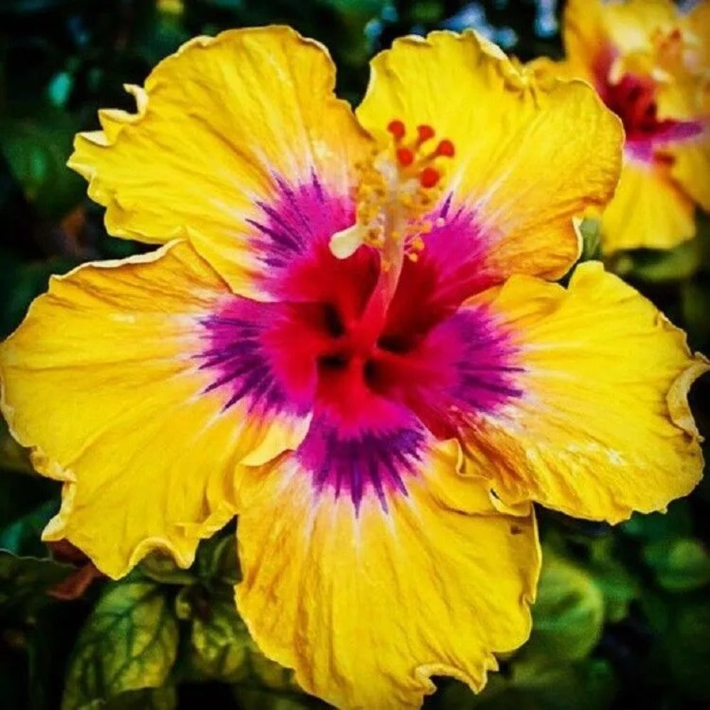 20 Yellow Pink Hibiscus Flower Flower Tropical Perennial Seeds | www.seedsplantworld.com