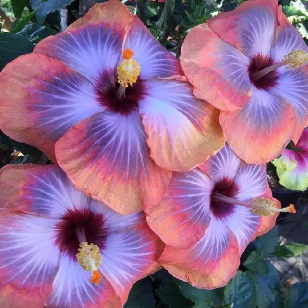 20 Pink Blue Hibiscus Flower Flowers Garden Perennial Seeds | www.seedsplantworld.com