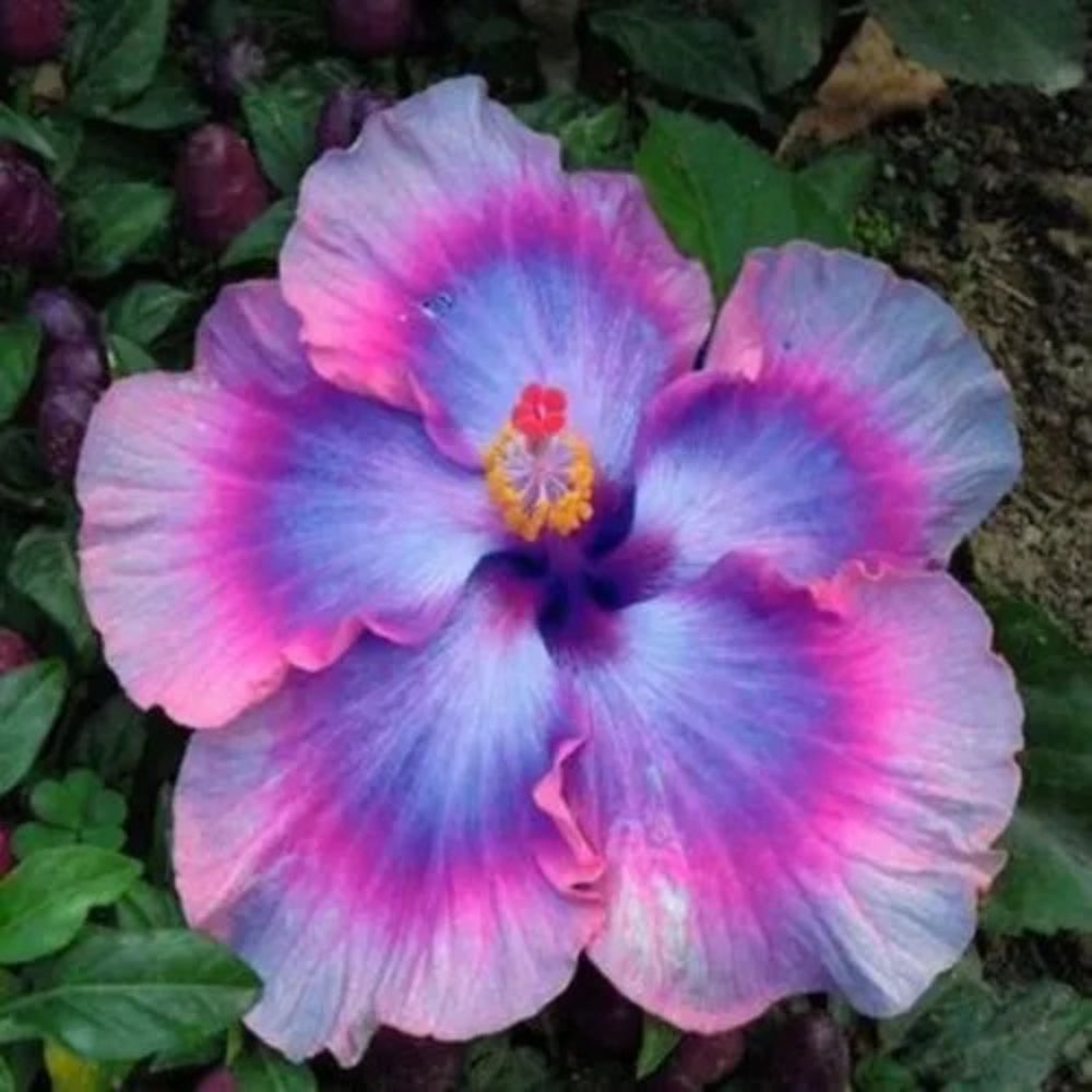 20 Pink Blue Hibiscus Bloom Flower Flowers Perennial Seeds | www.seedsplantworld.com