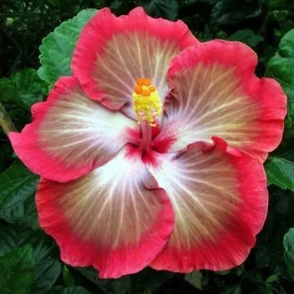 20 White Pink Red Hibiscus Flower Flowers Perennial Seeds | www.seedsplantworld.com