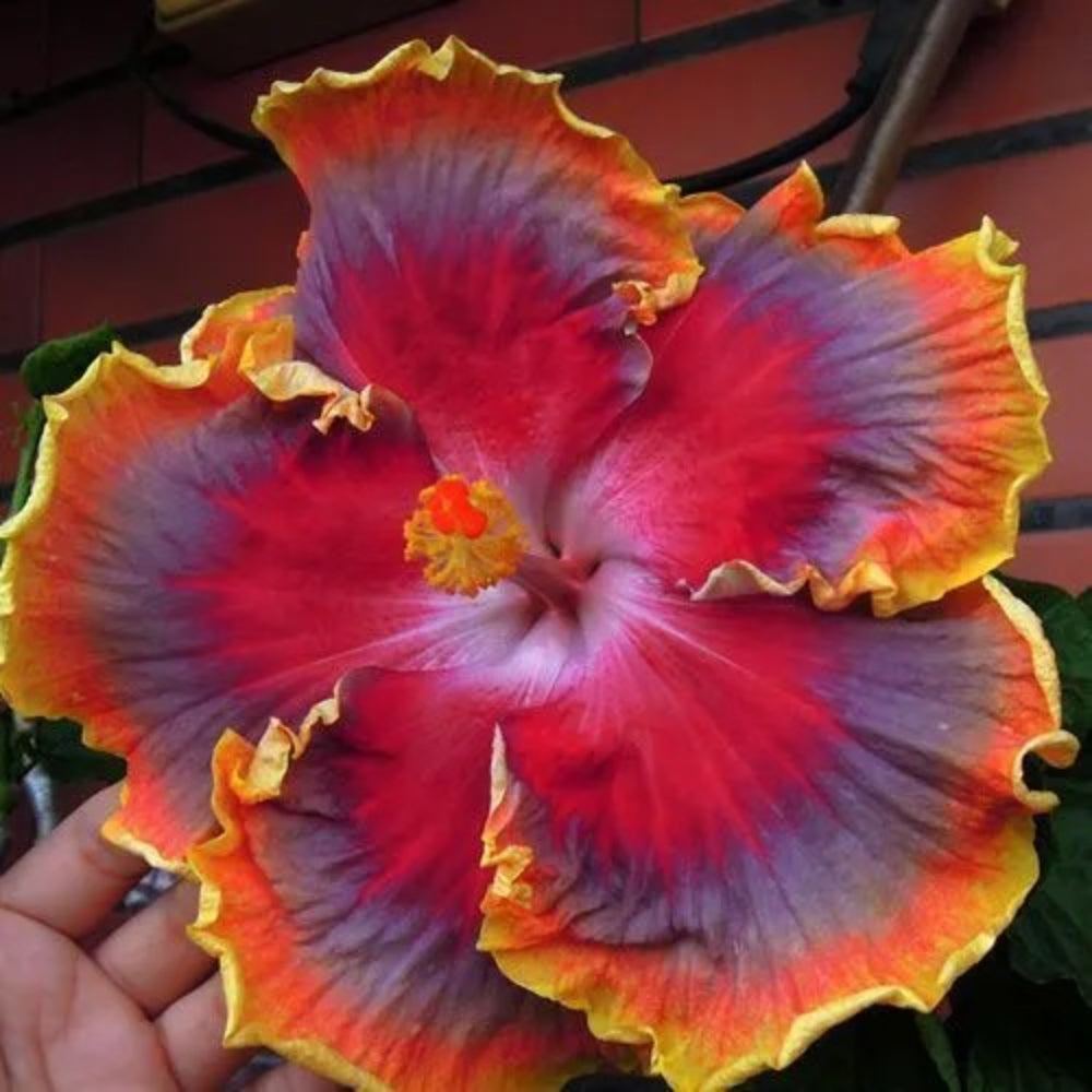 20 Red Purple Orange Hibiscus Flower Flowers Perennial Seeds | www.seedsplantworld.com