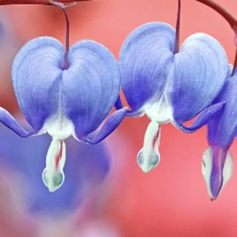 25 Light Blue Bleeding Heart Dicentra Spectabilis Shade Flower Garden Perennial Seeds | www.seedsplantworld.com