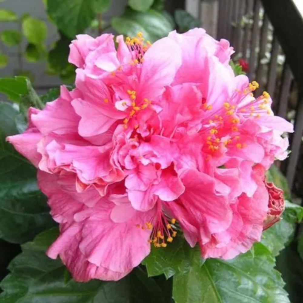 20 Double Bright Pink Hibiscus Flowers Flower Bloom Perennial Seeds | www.seedsplantworld.com