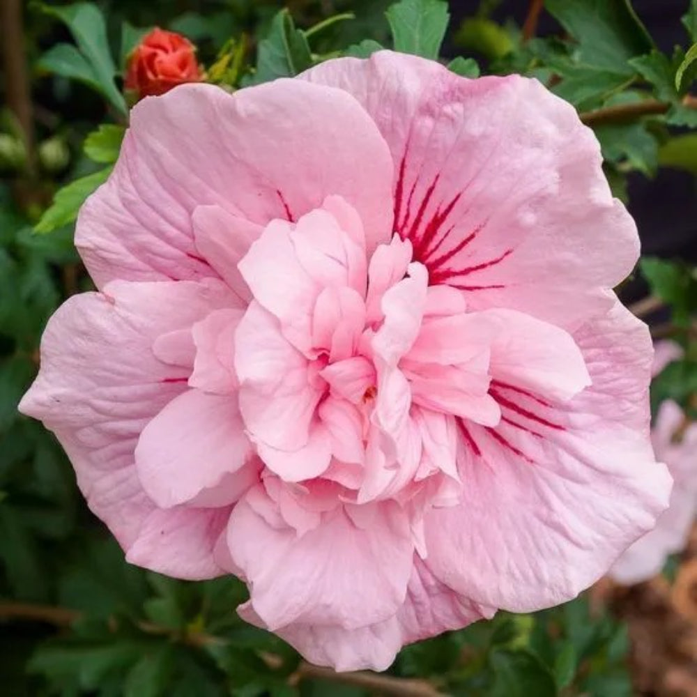 20 Double Light Pink Hibiscus Flowers Flower Bloom Perennial Seeds | www.seedsplantworld.com