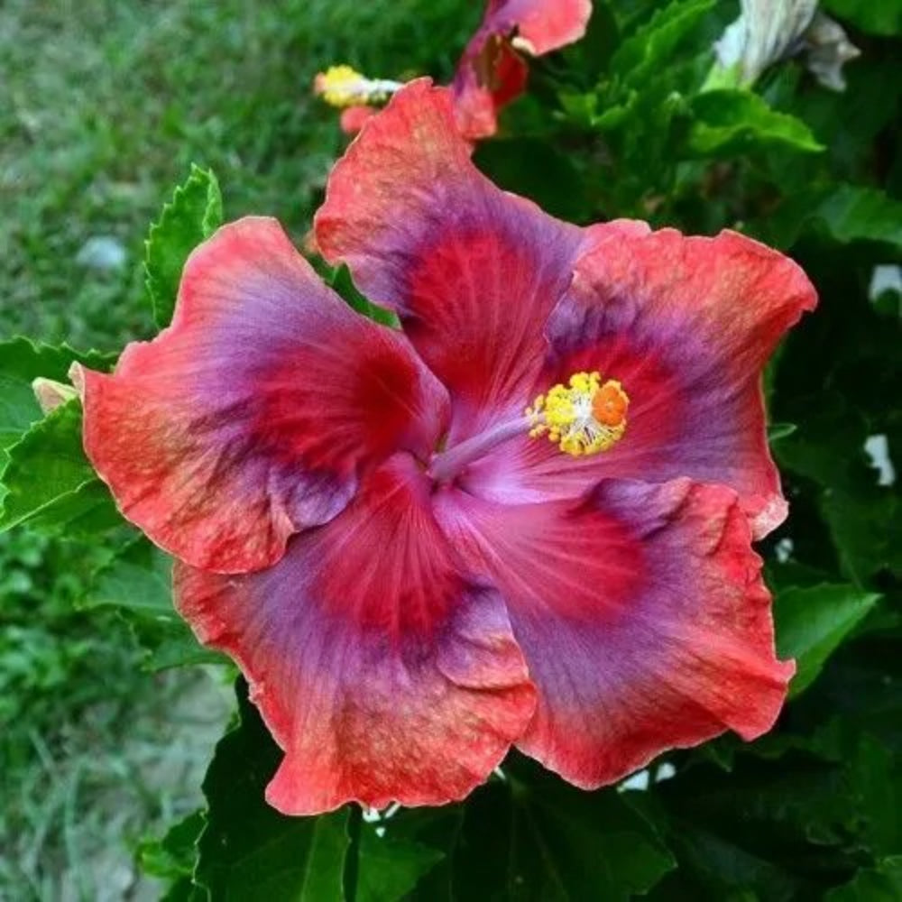 20 Red Orange Pink Hibiscus Flowers Flower Bloom Perennial Seeds | www.seedsplantworld.com