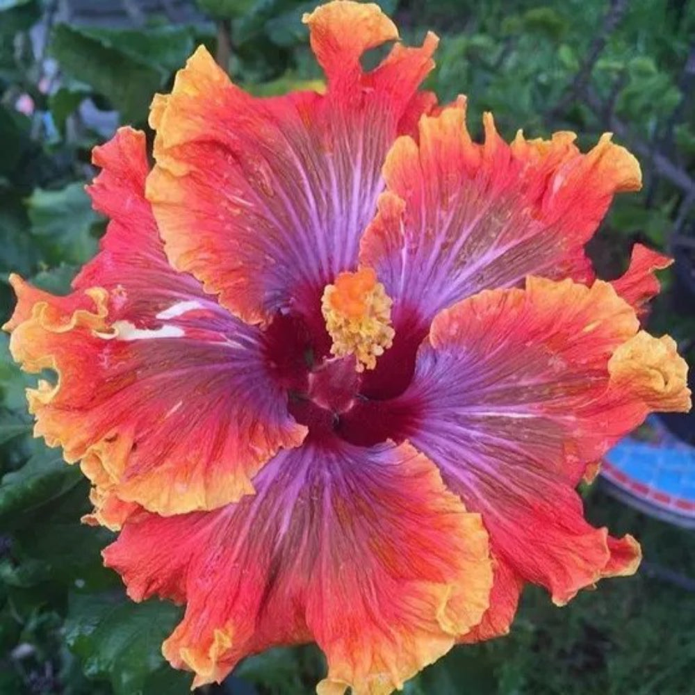 20 Purple Orange Pink Hibiscus Flowers Flower Bloom Perennial Seeds | www.seedsplantworld.com