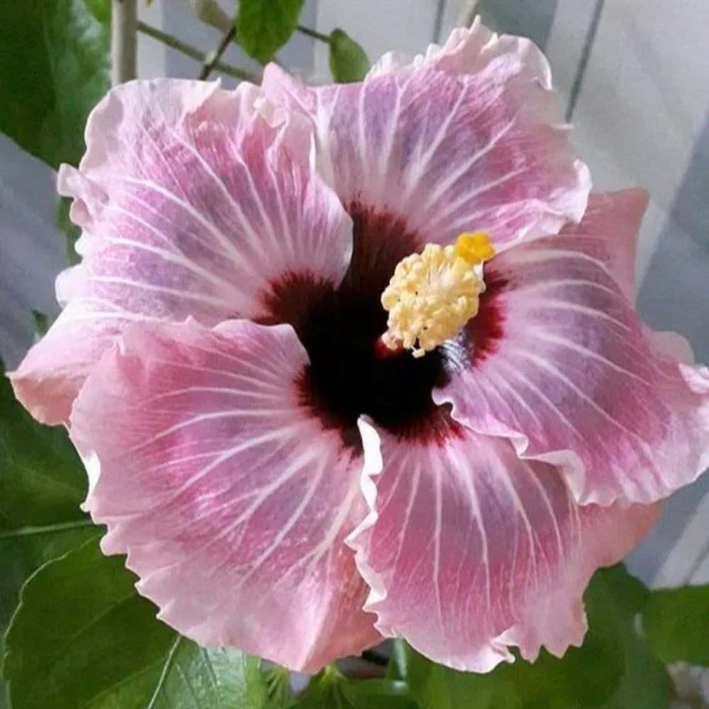 20 Light Pink Hibiscus Flowers Flower Bloom Perennial Seeds | www.seedsplantworld.com