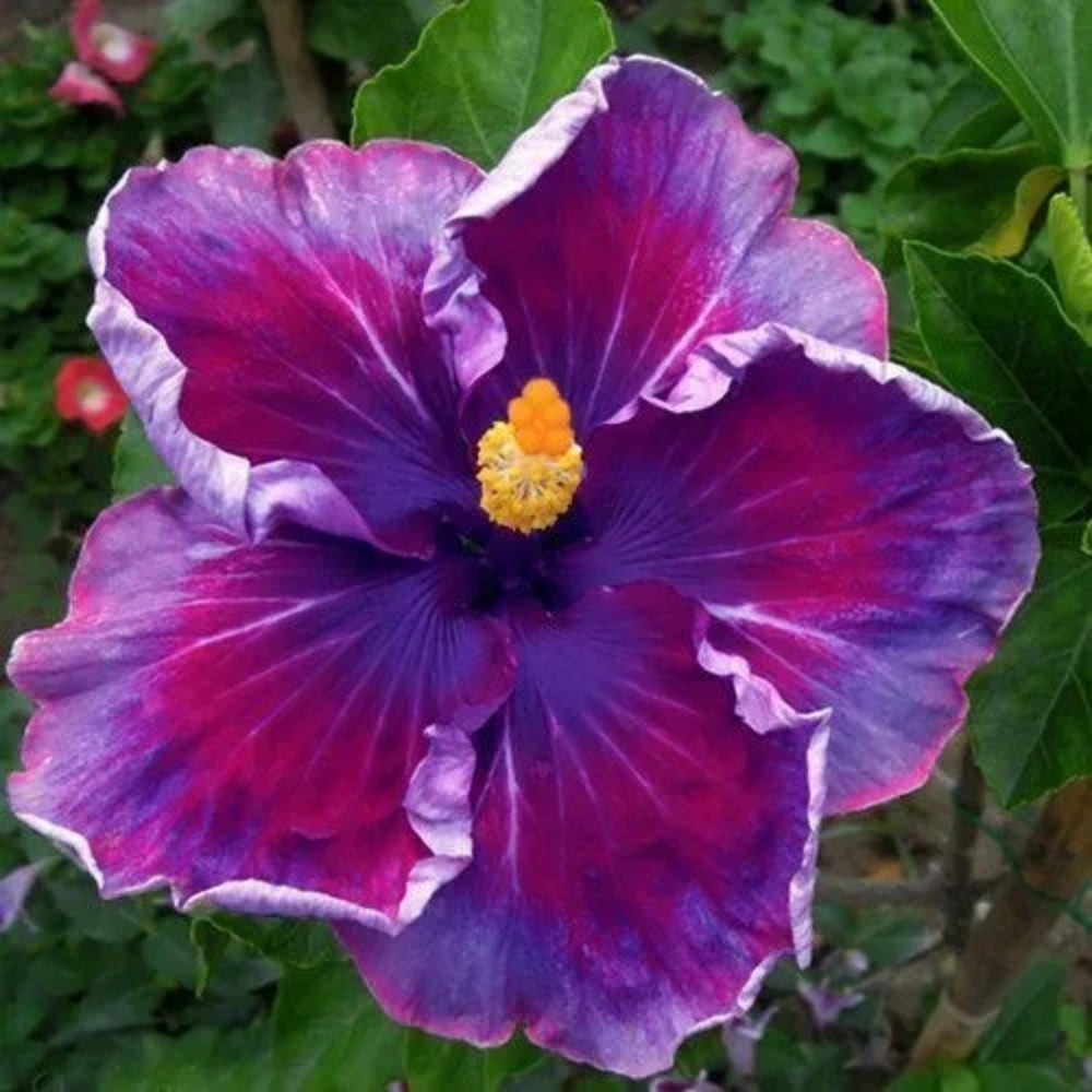 20 Purple Blue Hibiscus Flowers Flower Bloom Perennial Seeds | www.seedsplantworld.com