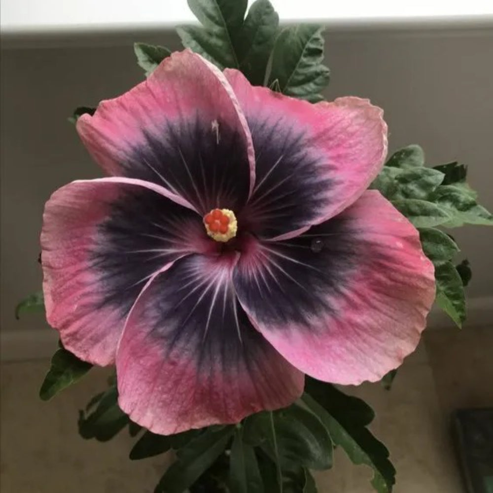 20 Pink Black Hibiscus Flowers Flower Bloom Perennial Seeds | www.seedsplantworld.com