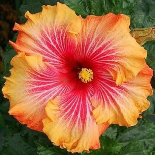 20 Red Yellow Orange Hibiscus Flowers Flower Bloom Perennial Seeds | www.seedsplantworld.com