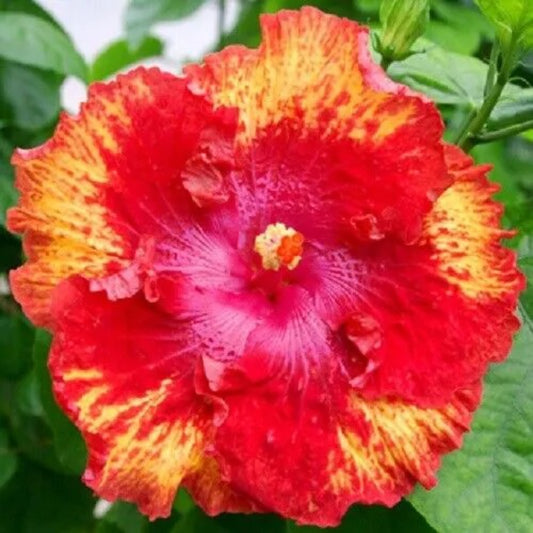 20 Bright Pink Red Hibiscus Flowers Flower Bloom Perennial Seeds | www.seedsplantworld.com