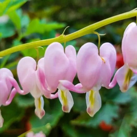 25 Burn Heart Bleeding Heart Dicentra Spectabilis Shade Flower Garden Perennial Seeds | www.seedsplantworld.com