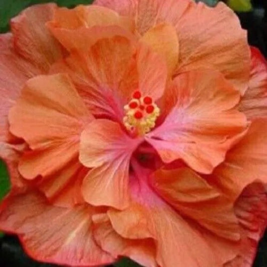 20 Double Orange Pink Hibiscus Flowers Flower Bloom Perennial Seeds | www.seedsplantworld.com