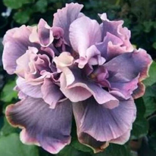 20 Double Gray Purple Flowers Flower Bloom Perennial Seeds | www.seedsplantworld.com