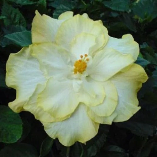 20 Double Yellow White Flowers Flower Bloom Perennial Seeds | www.seedsplantworld.com