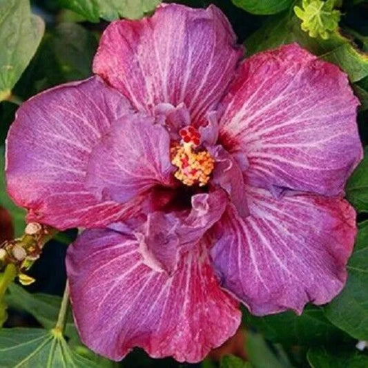 20 Double Pink Hibiscus Flowers Flower Bloom Perennial Seeds | www.seedsplantworld.com