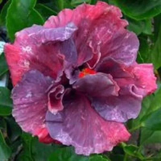 20 Double Purple Pink Hibiscus Flowers Flower Bloom Perennial Seeds | www.seedsplantworld.com