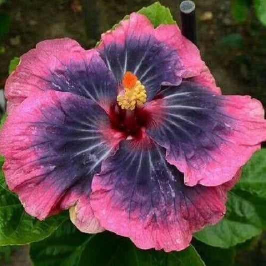 20 Bright Pink Black Hibiscus Flowers Flower Bloom Perennial Seeds | www.seedsplantworld.com