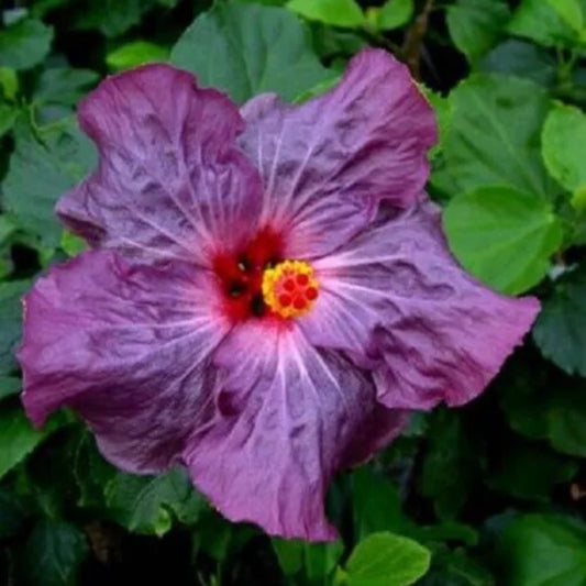 20 Purple Hibiscus Flowers Flower Bloom Perennial Seeds | www.seedsplantworld.com