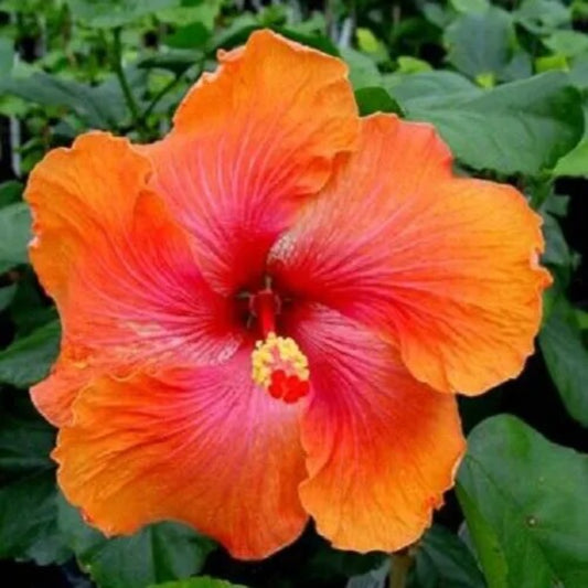 20 Bright Orange Pink Hibiscus Flowers Flower Bloom Perennial Seeds | www.seedsplantworld.com